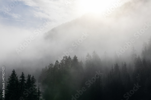 Coniferous forest covered with dense fog © Artem