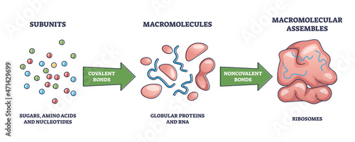 Macromolecules formation from subunits to ribosomes as macromolecular assembles outline diagram. Labeled educational amino acids and nucleotides covalent bonding to protein and RNA vector illustration