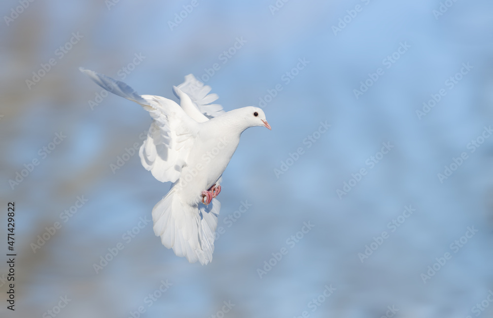 Fototapeta premium white dove flies quickly with wings spread