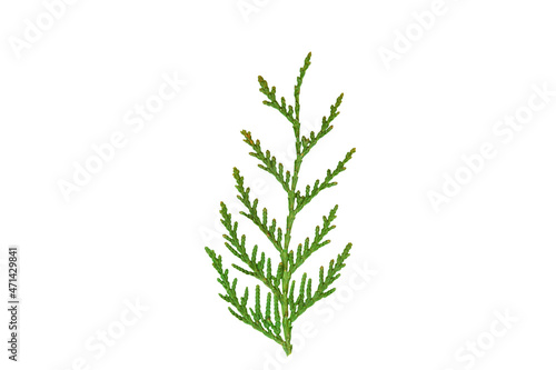 spruce branch of green fir with needles isolated on white background.