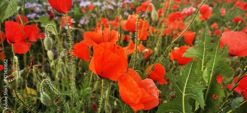 field of poppies