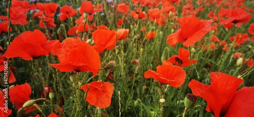 field of red poppies with some bees