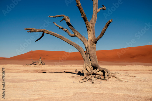 The famous place Deadvlei. Beautiful landscape in the Namib desert
