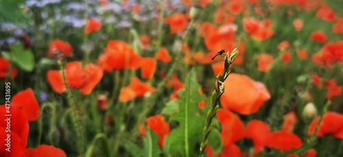field of red poppies
