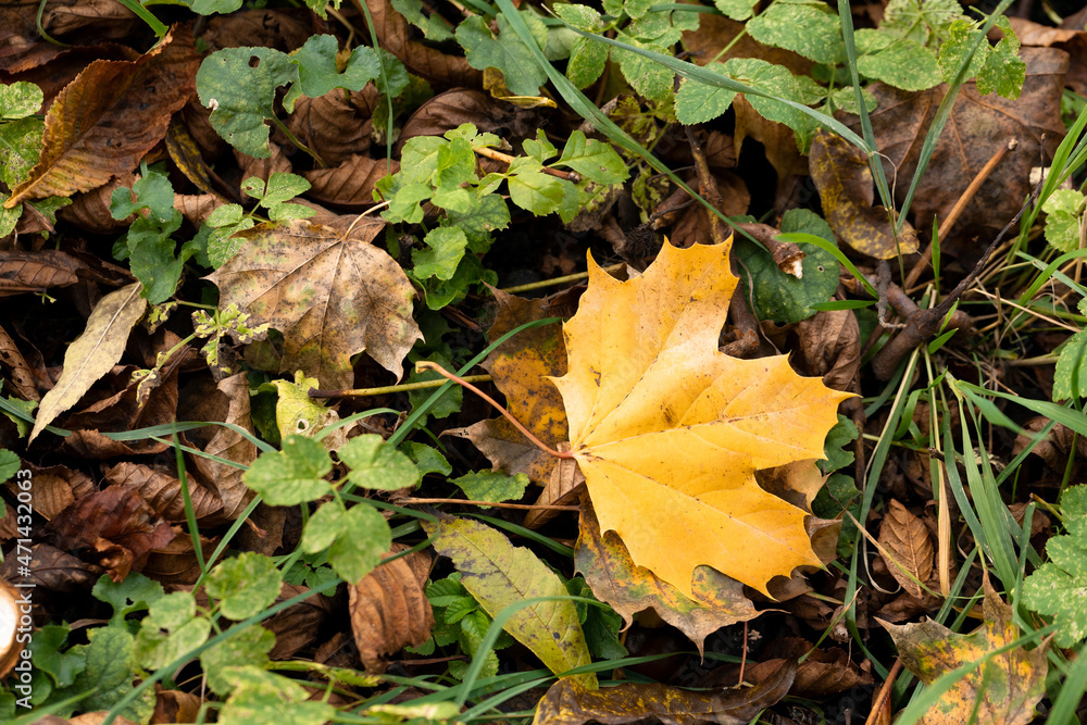 Gelbe Herbstblätter liegen zwischen trockenem Laub und grünen Pflanzen. Herbstzeit Gelbe Herbstblätter liegen zwischen trockenem Laub und grünen Pflanzen. Herbstzeit