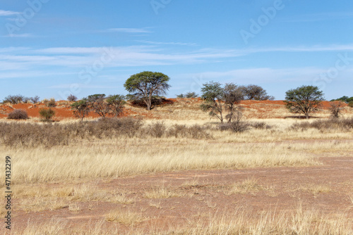 Landschaft in der Kalahari