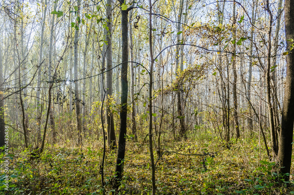 Young forest along the river Danube in the autumn part of the year. Young forest along the river Danube in the autumn part of the year.