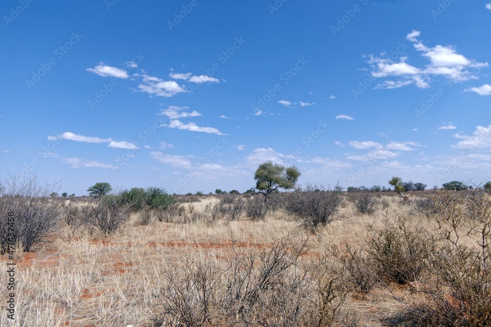 Landschaft in der Kalahari
