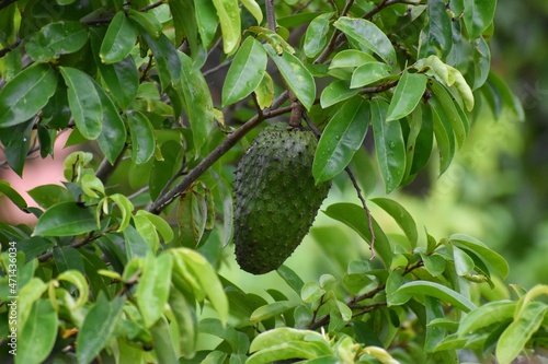 Soursop fruit hanging from a tree