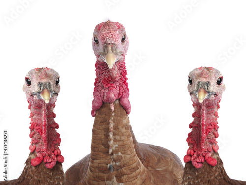 turkey and turkeys on a white background photo