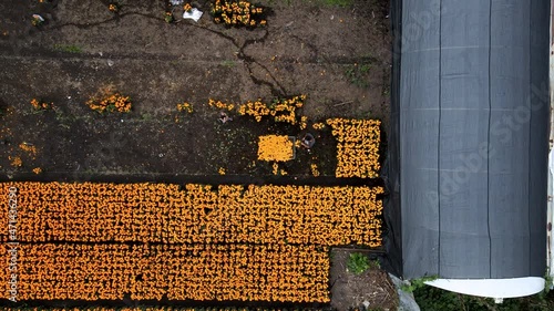 Aerial view of peasant collecting flowers in Xochimilco photo