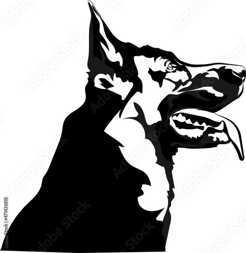 German Shepherd Dog portrait 
