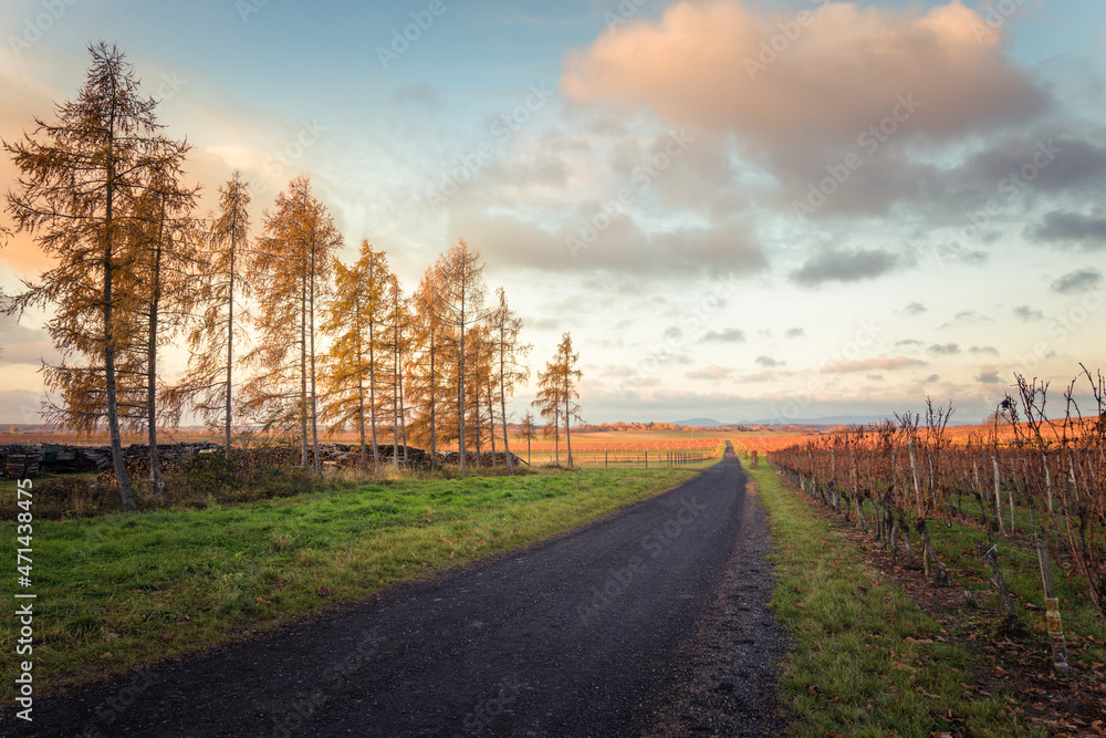 beautiful morning landscape in the vineyards