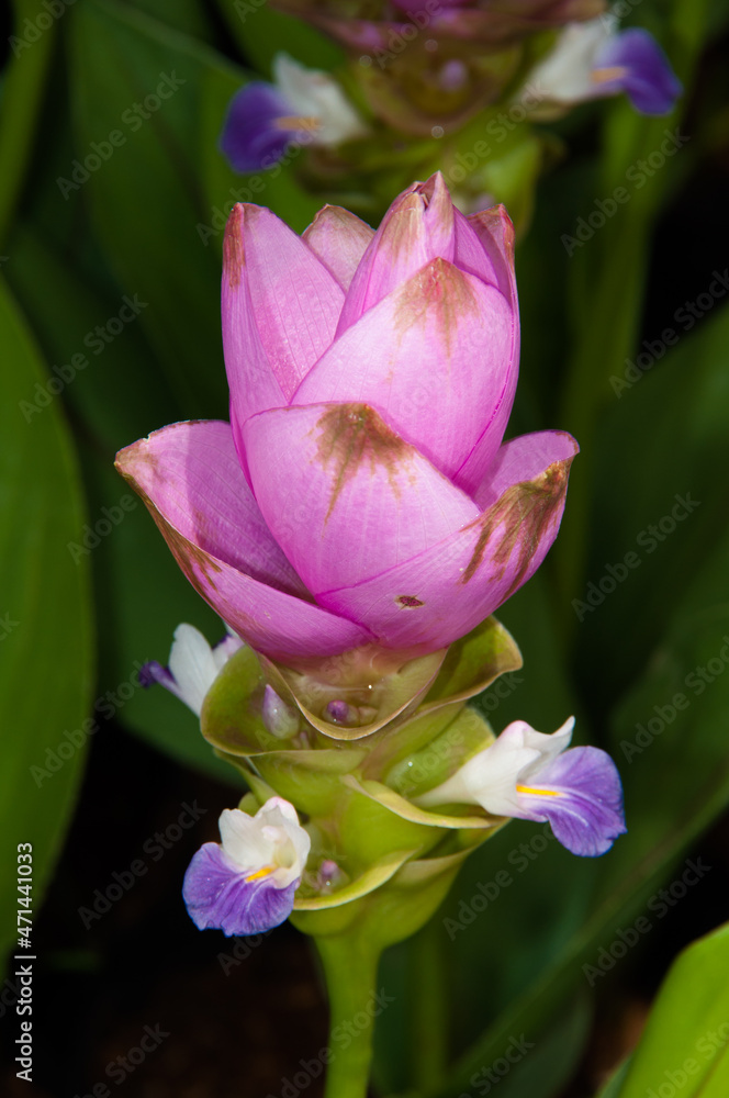 Obraz premium lotus flower in the garden