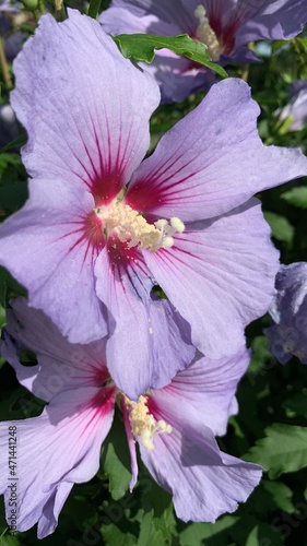 bee on flower