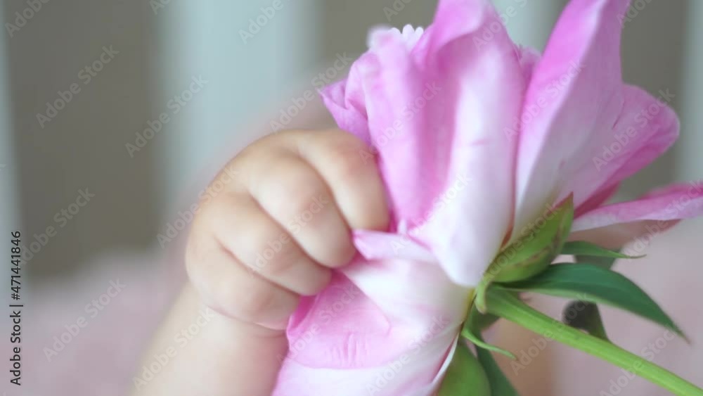 The child clutches a flower in his hands. A child and a flower. Flower petals in the hands.A gentle child. The child clutches a flower in his hands. A child and a flower. Flower petals in the hands.A gentle child.