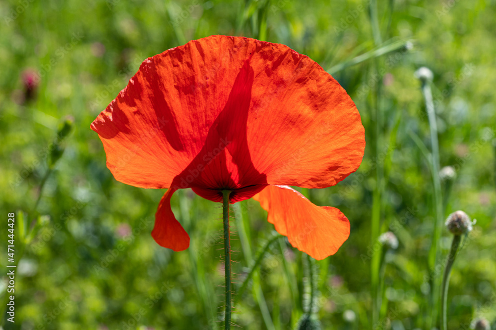 Fototapeta premium blühende Mohnblume 