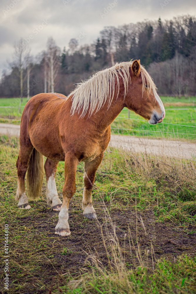 horse standing in the field and looking to stables horse standing in the field and looking to stables