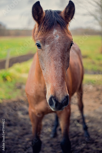 cute young horse looking straight into camera © baarisa