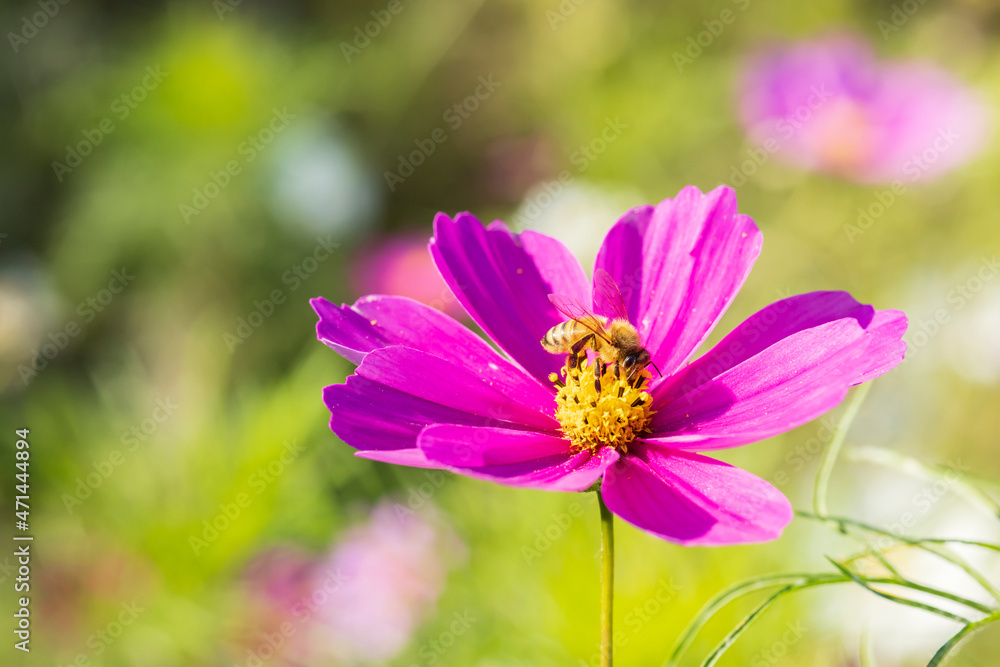 Fototapeta premium 瑞々しい葉のカラフルなコスモス