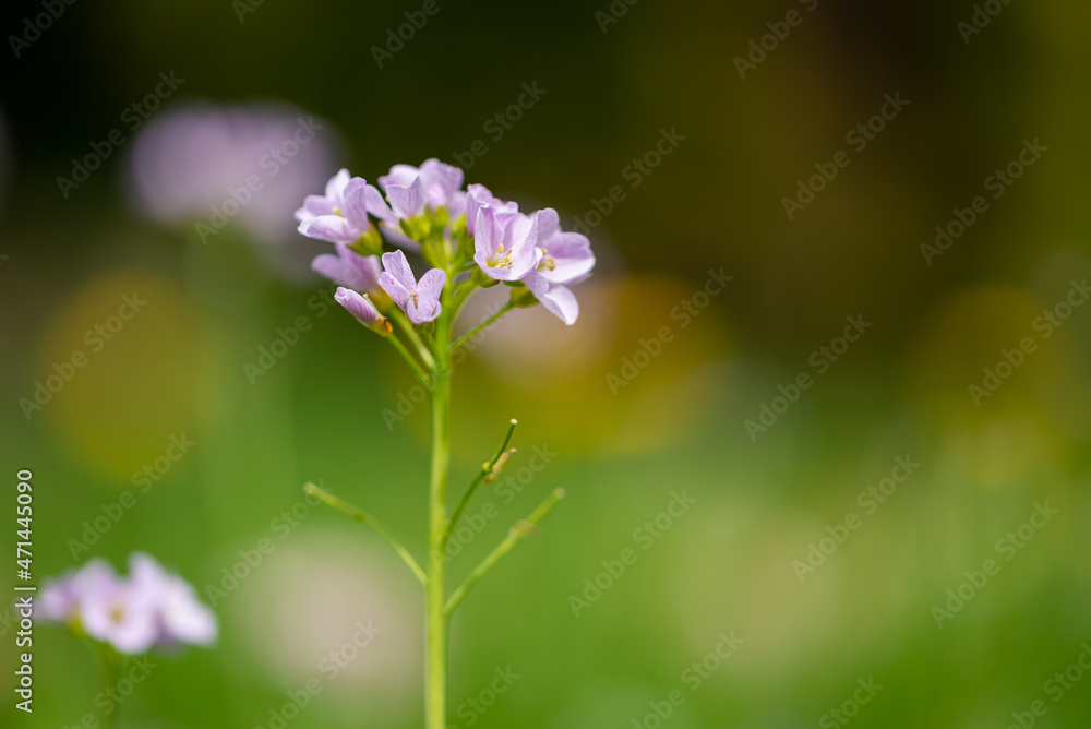 Rzeżucha łąkowa czyli Cardamine pratensis, kwitnąca na wiosnę w Polsce. Rzeżucha łąkowa czyli Cardamine pratensis, kwitnąca na wiosnę w Polsce.