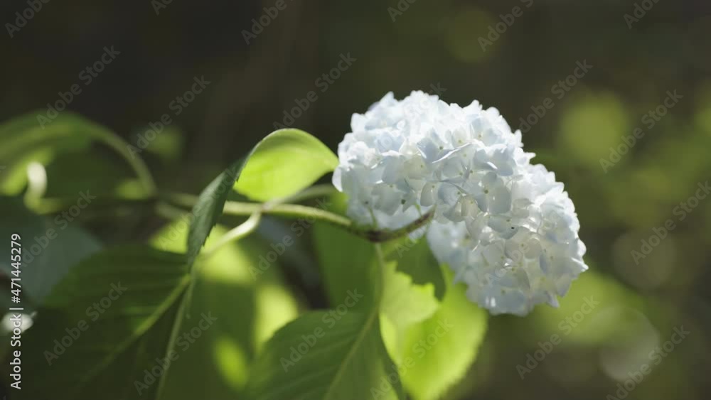 Close-up of white hydrangea that vibrant in the wind (2) Close-up of white hydrangea that vibrant in the wind (2)