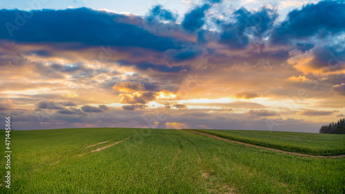 Panorama of a summer green meadow at sunrise