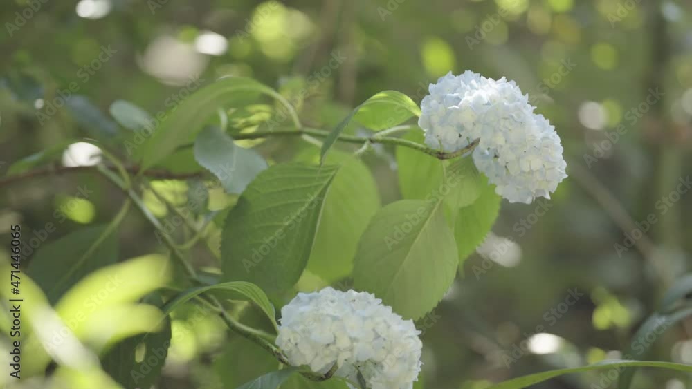 Close-up of white hydrangea that vibrant in the wind (4) Close-up of white hydrangea that vibrant in the wind (4)