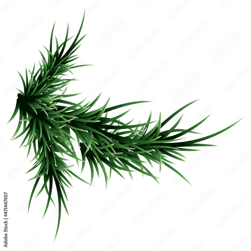 Green lush spruce branch. Fir branches. Isolated on white vector illustration Green lush spruce branch. Fir branches. Isolated on white vector illustration