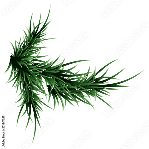 Green lush spruce branch. Fir branches. Isolated on white vector illustration