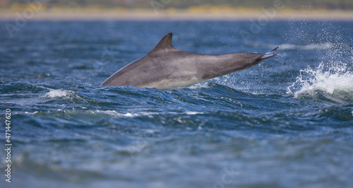 Young wild bottlenose dolphin. Wild Tursiops truncatus bottlenose dolphins swimming free in Scotland in the Moray firth wild hunting for salmon