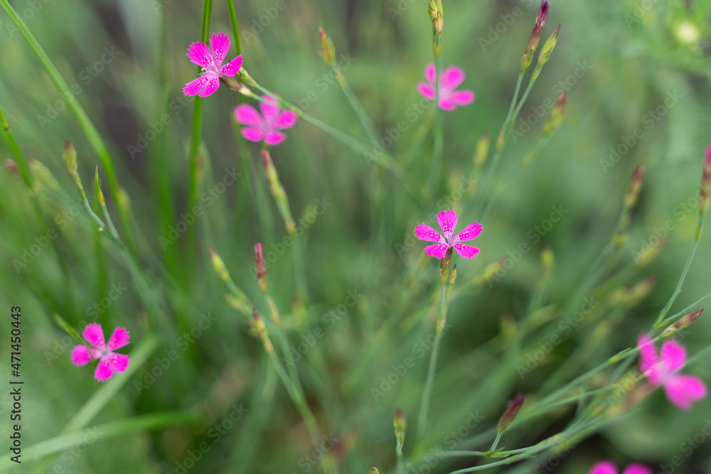 Macro photography of flowers and insects. Green meadow and flowers. Background with flowers. Macro photography of flowers and insects. Green meadow and flowers. Background with flowers.