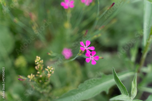 Macro photography of flowers and insects. Green meadow and flowers. Background with flowers.