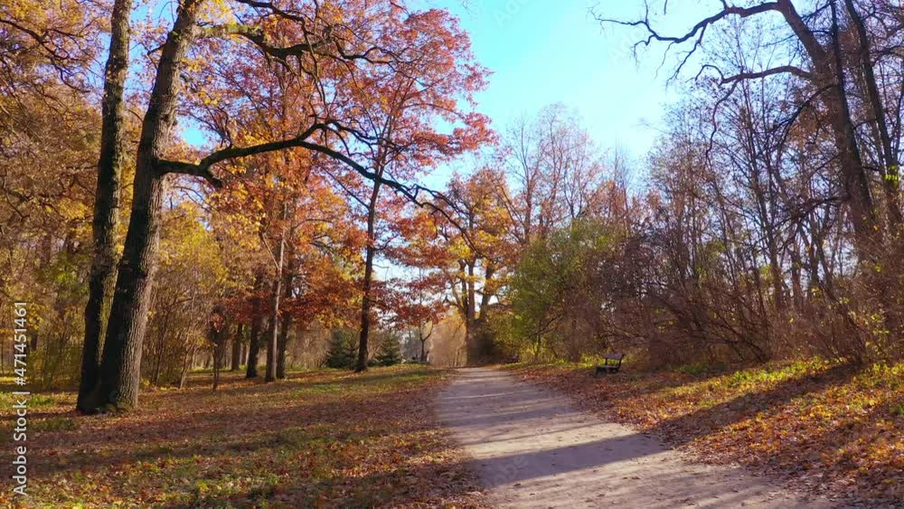 Morning in autumn forest. Road in Park. Sun rays break through the golden and orange foliage of magnificent autumn tree. Magical autumn landscape. Sunlight Sunbeams Through Woods In Forest Landscape.