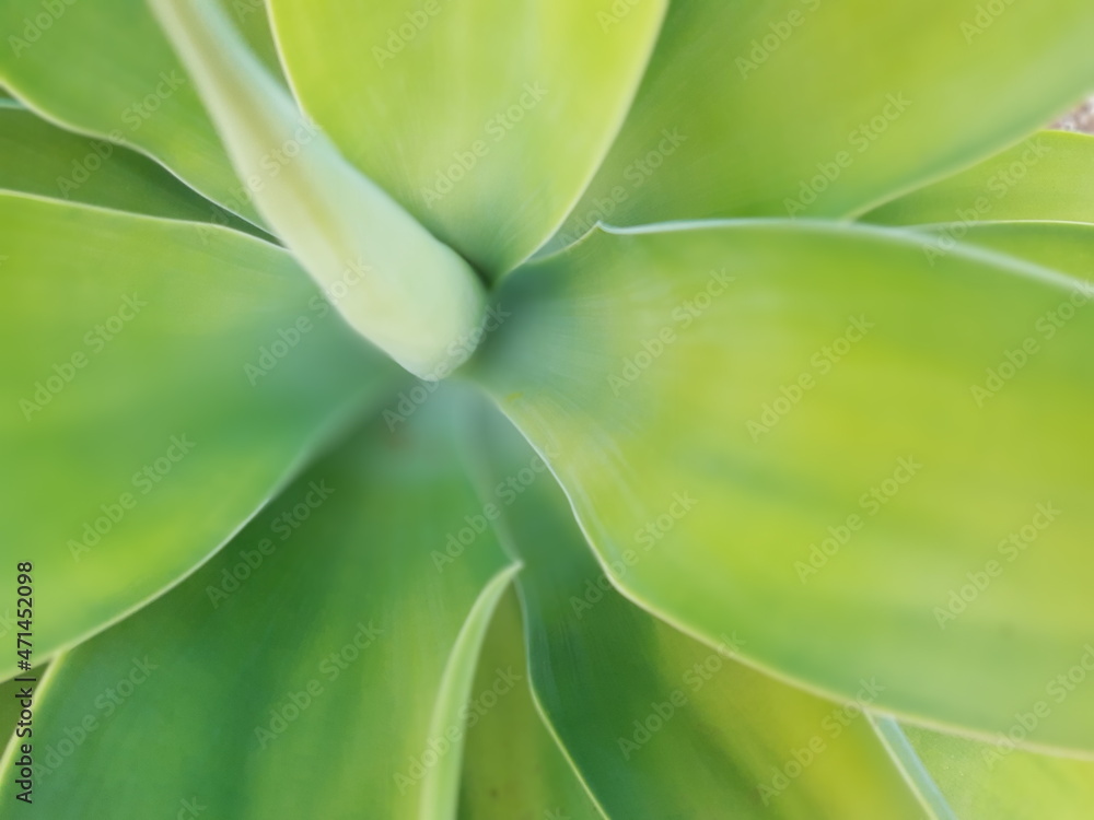 Obraz premium background