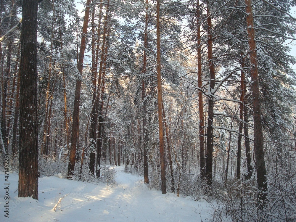 Fototapeta premium forest in winter