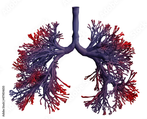 Abstract silhouette of human lungs on white background, illustration photo