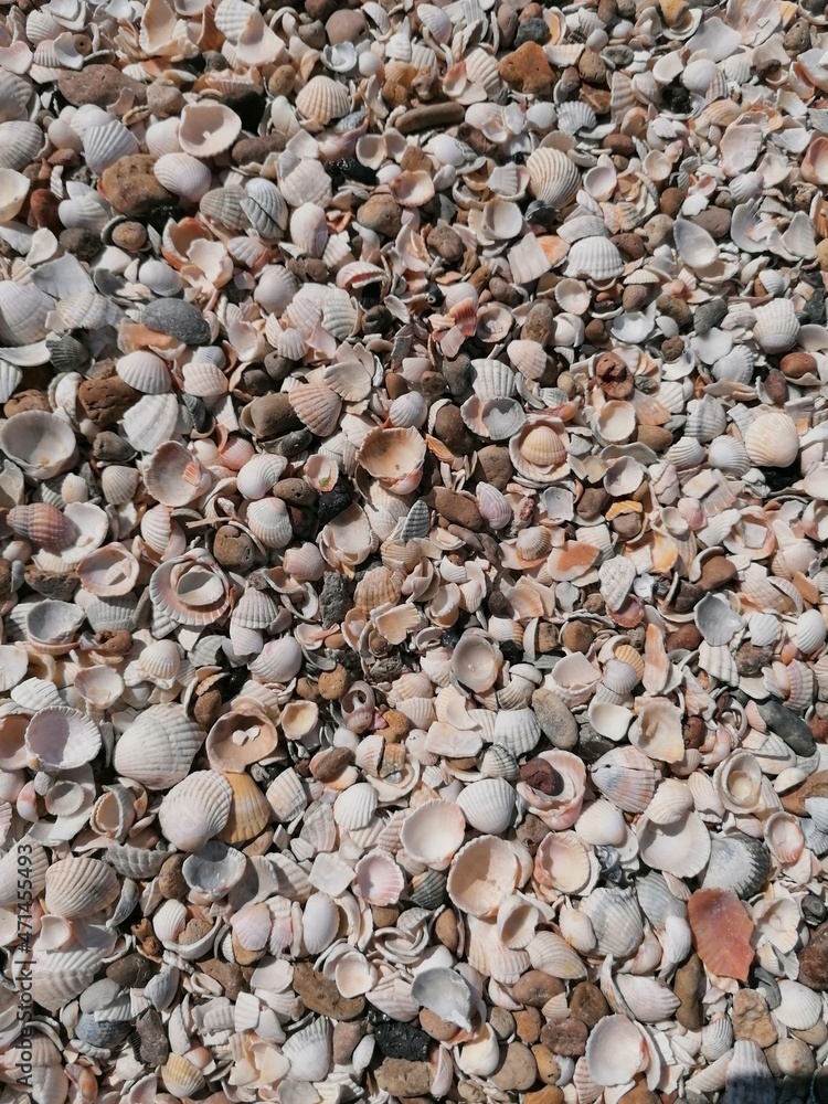 seashells seashells