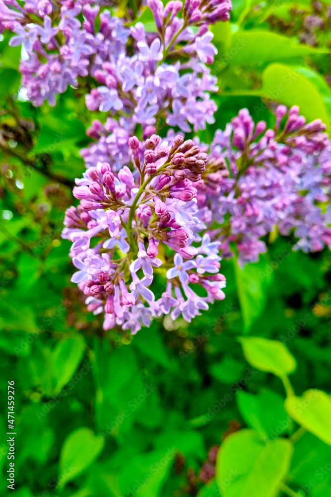 A flowering lilac branch in the park. Fragrant smell of spring. A flowering lilac branch in the park. Fragrant smell of spring.