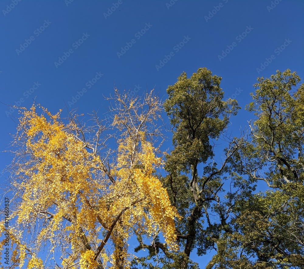 yellow autumn leaves and blue sky