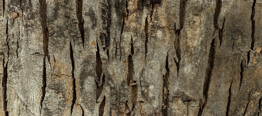 Naklejka premium Natural wood texture background