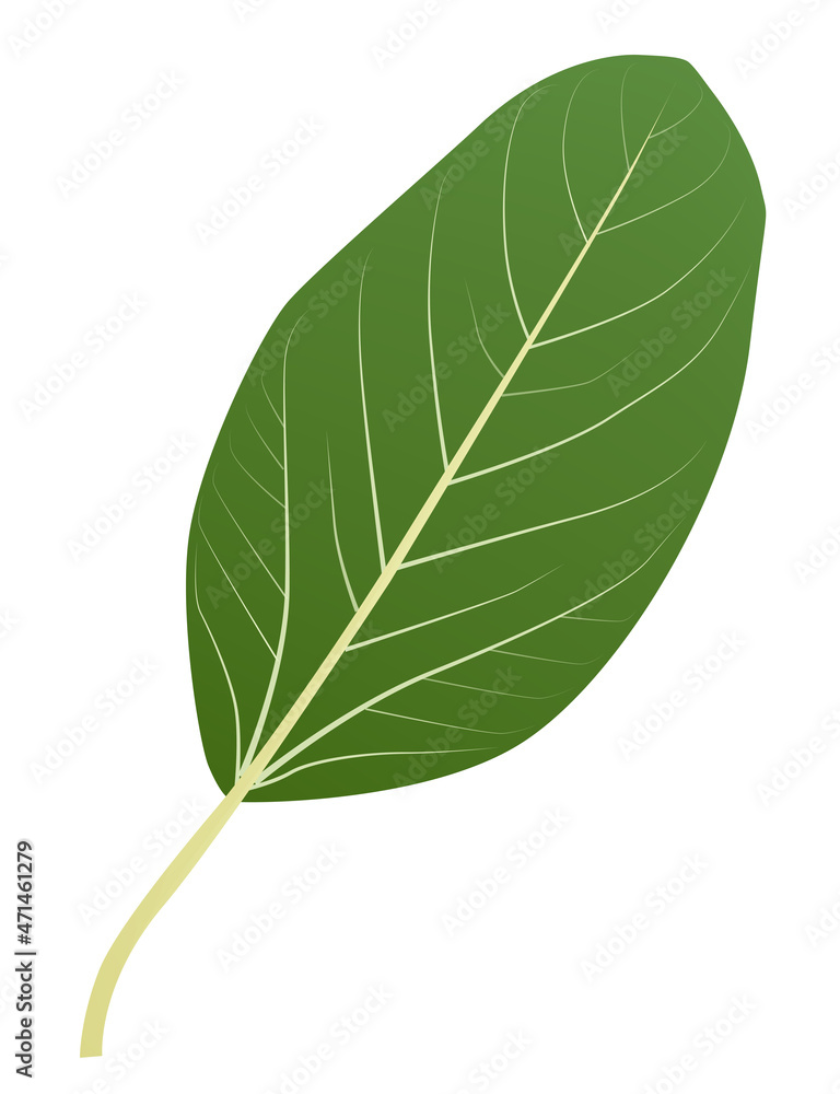Obraz premium green leaf of the Bengali ficus tree