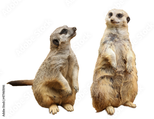 Obraz na plátně Cute meerkats on white background. Exotic animal