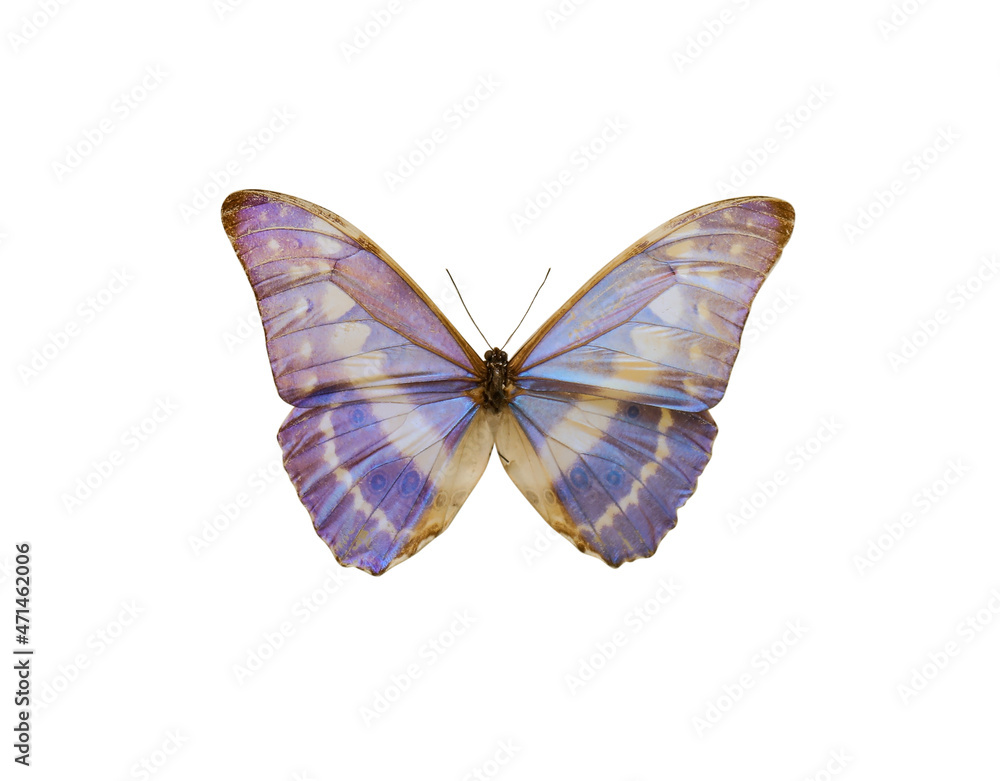 Fototapeta premium Beautiful fragile exotic butterfly on white background