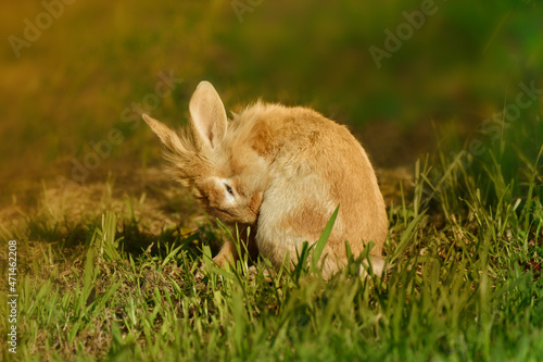Brown Lionhead rabbit (Oryctolagus cuniculus f. domestica) on a meadow cleaning itself at sunset © C.MALE
