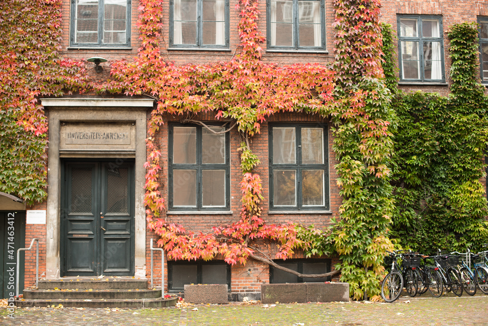 old house with ivy plant 