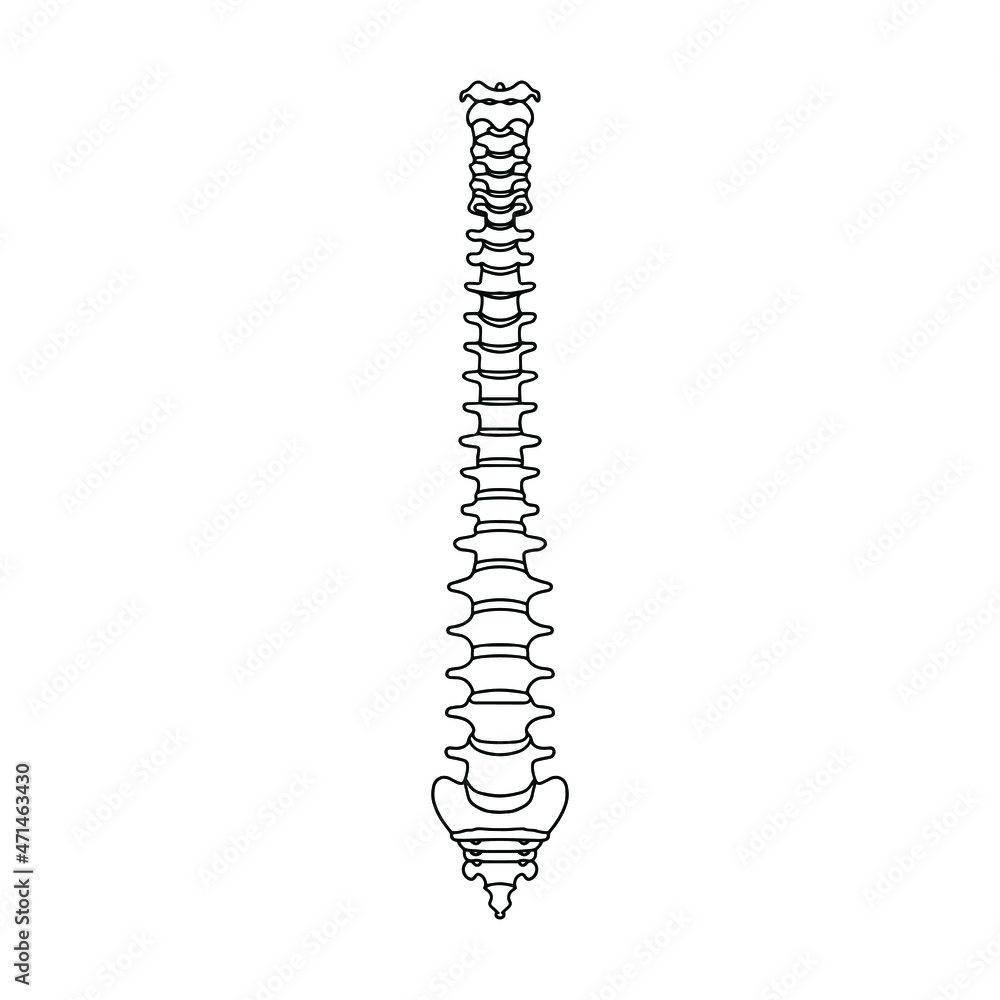 Human spine from the front. Vector Stock illustration drawn by lines on white background. Human spine from the front. Vector Stock illustration drawn by lines on white background.