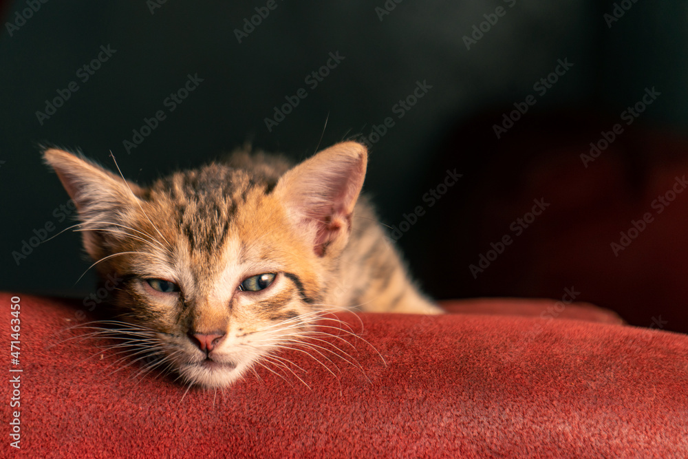 Lazy striped cat sleeping on the top of a red sofa