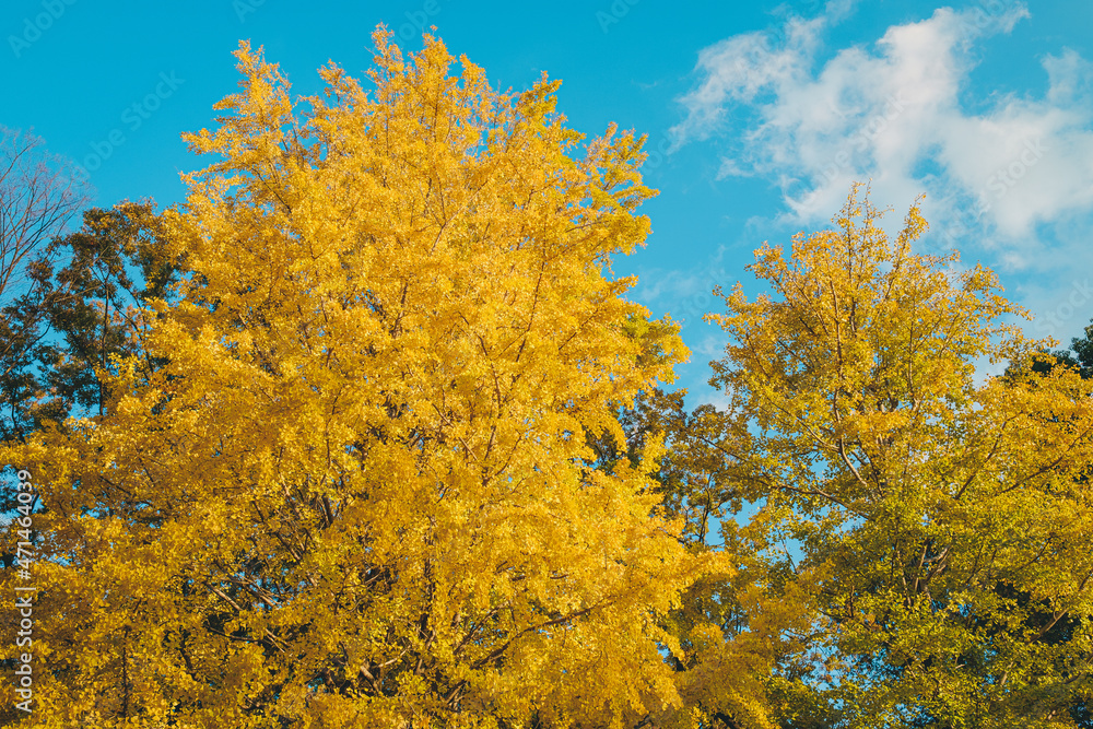銀杏
Gingko trees 銀杏
Gingko trees