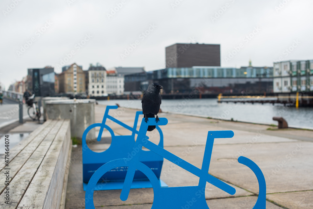 bird and bicycle parking in Copenhagen 